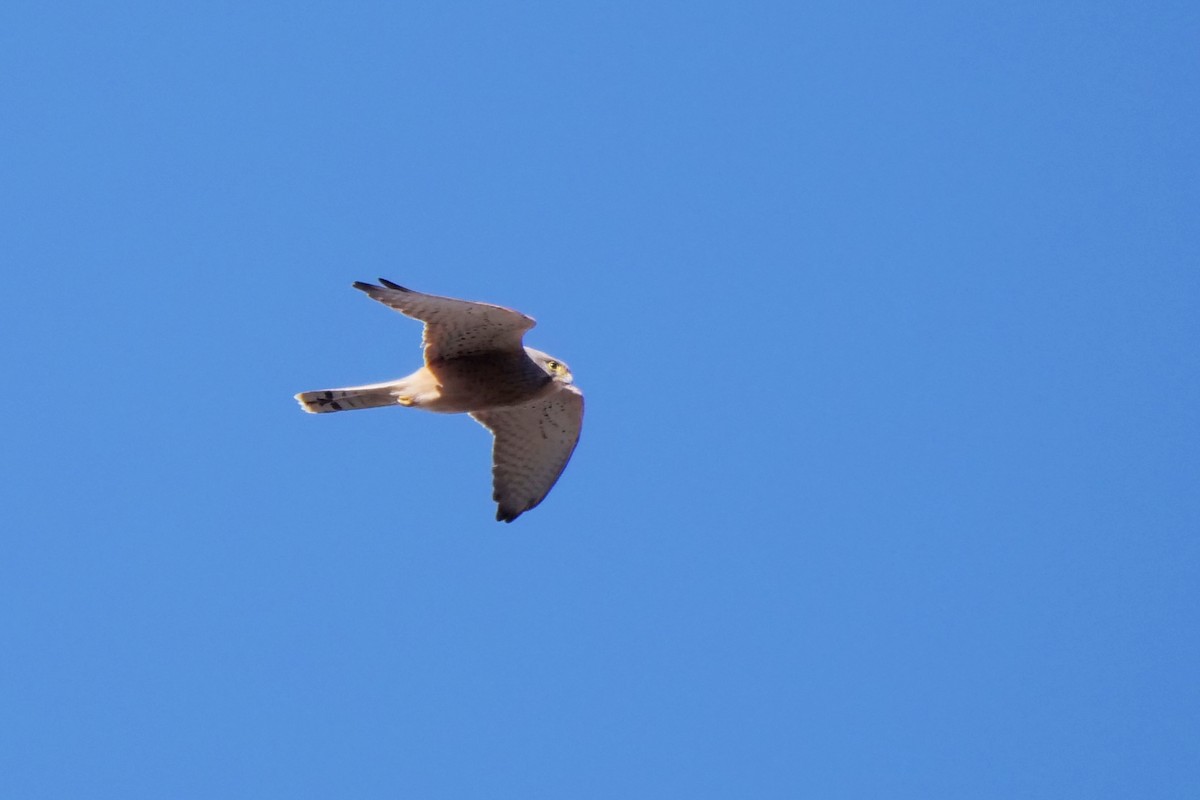 Rock Kestrel - Alexandre Vinot