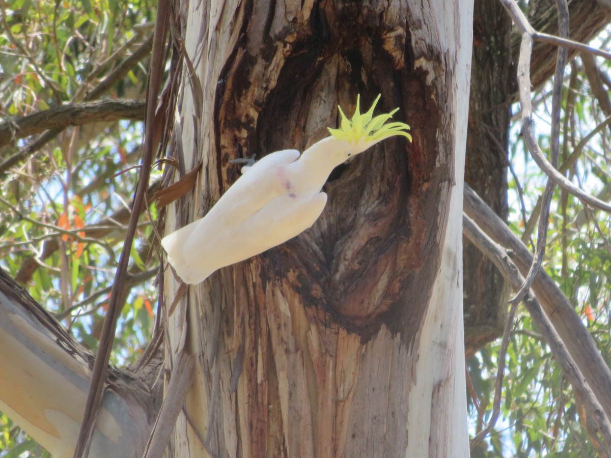 Sulphur-crested Cockatoo - Christine D