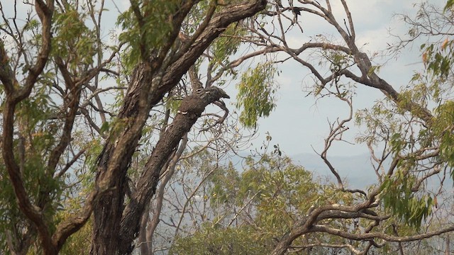 Forest Kingfisher - ML610370533