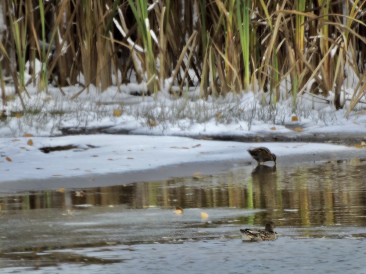 Wilson's Snipe - ML610370581