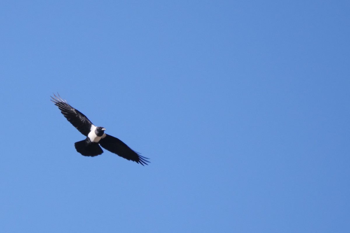 Pied Crow - Alexandre Vinot