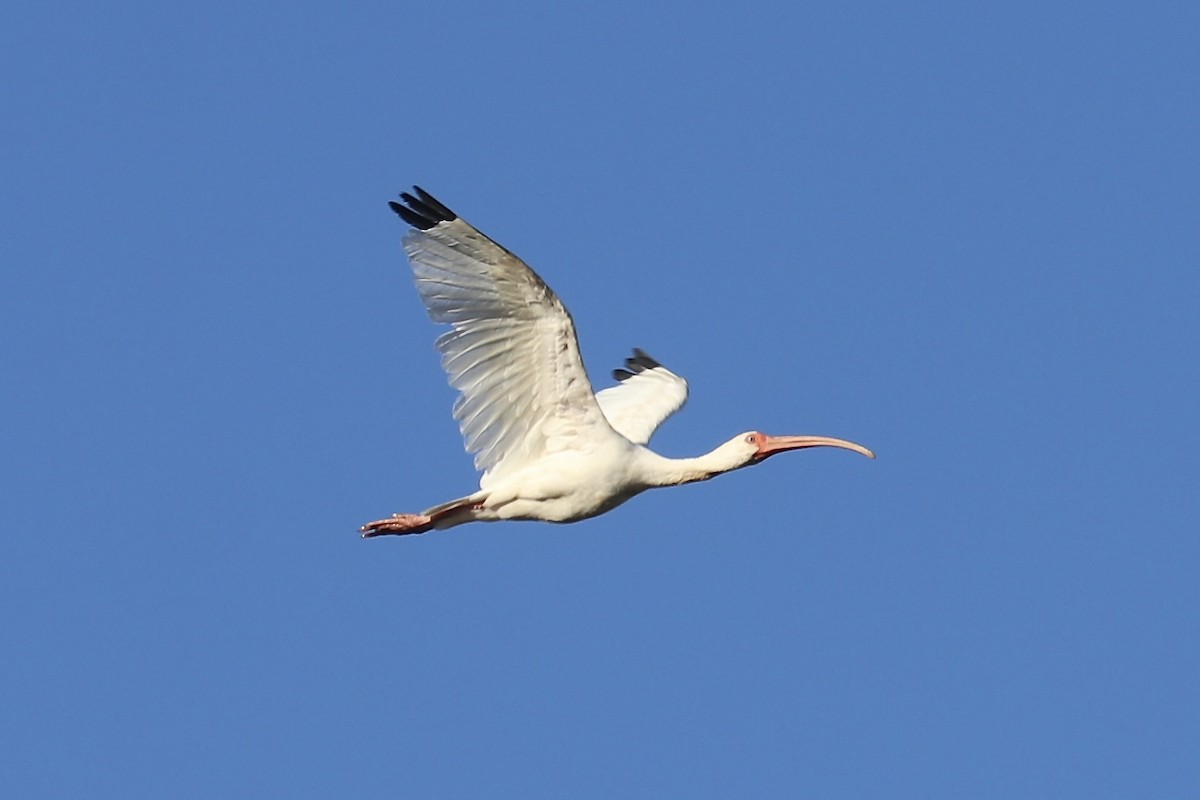 White Ibis - ML610370672