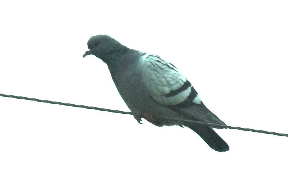 Pigeon biset - ML610370724