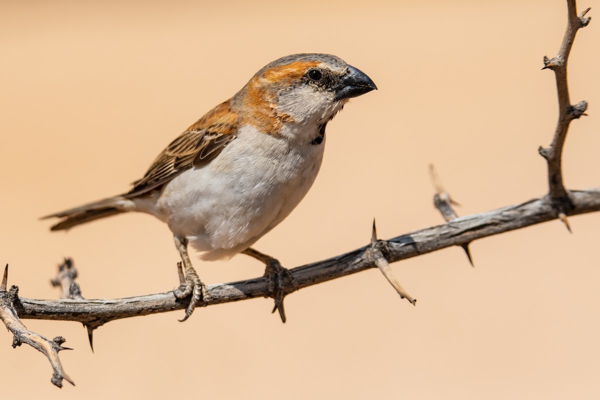 Great Rufous Sparrow - ML610370957