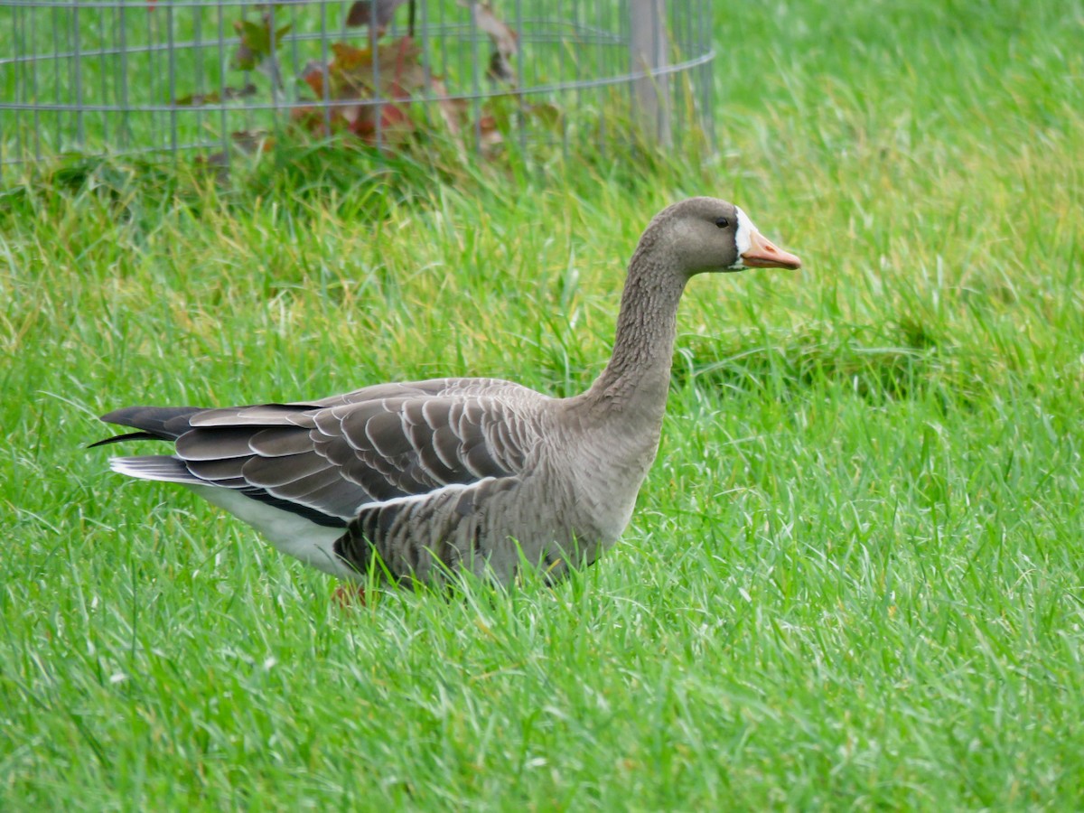 Greater White-fronted Goose - ML610371287