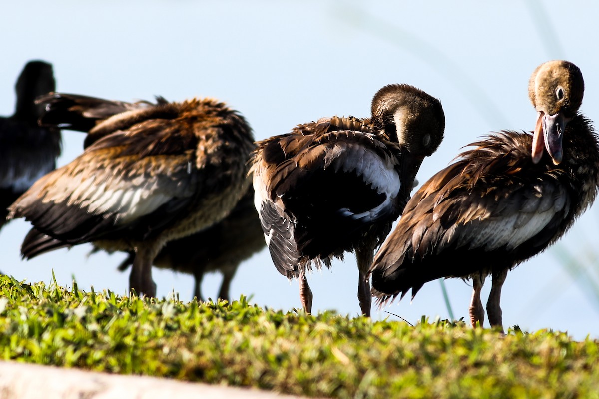 Black-bellied Whistling-Duck - Robert Hawkins