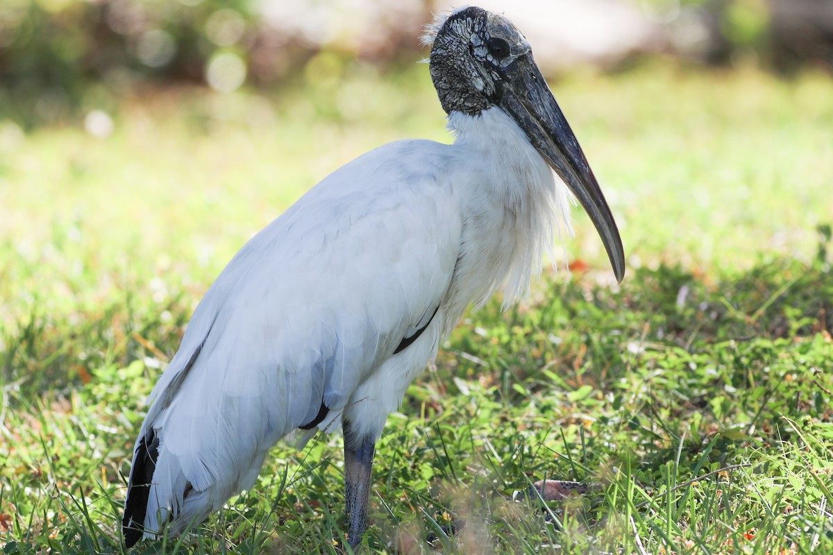 Wood Stork - Robert Hawkins