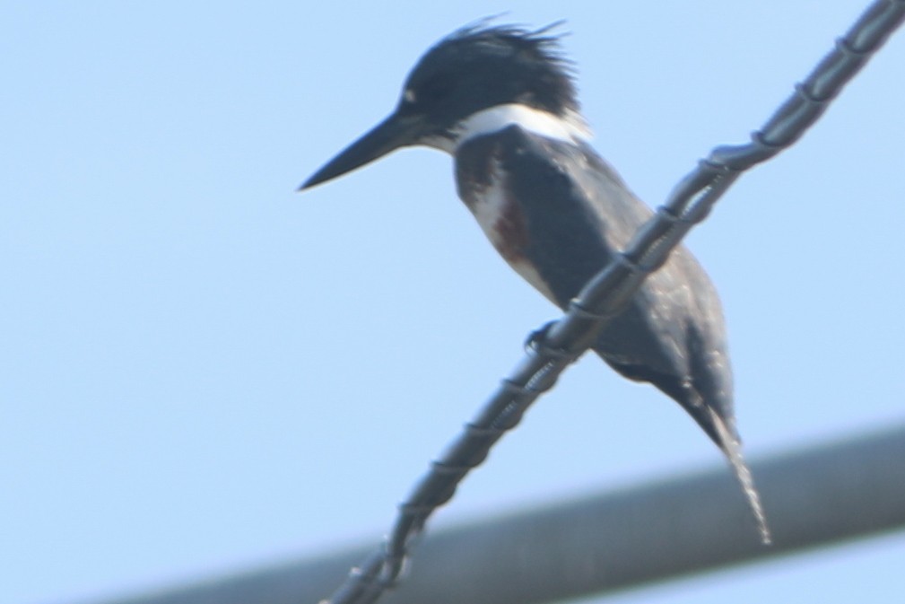 Belted Kingfisher - Robert Hawkins