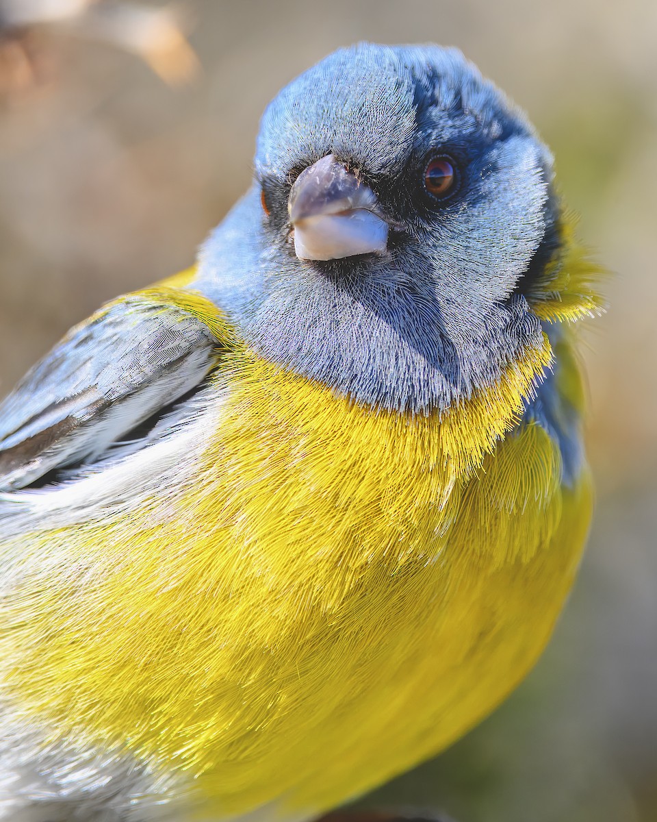 Gray-hooded Sierra Finch (gayi/caniceps) - Jorge Vidal Melián