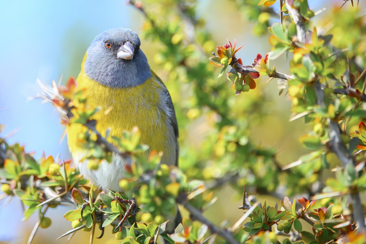 Gray-hooded Sierra Finch (gayi/caniceps) - ML610371571