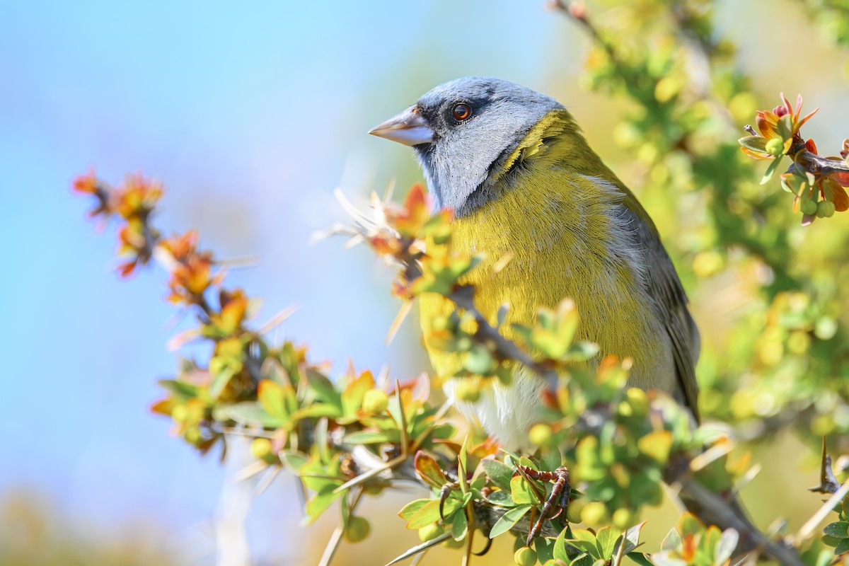 Gray-hooded Sierra Finch (gayi/caniceps) - ML610371572