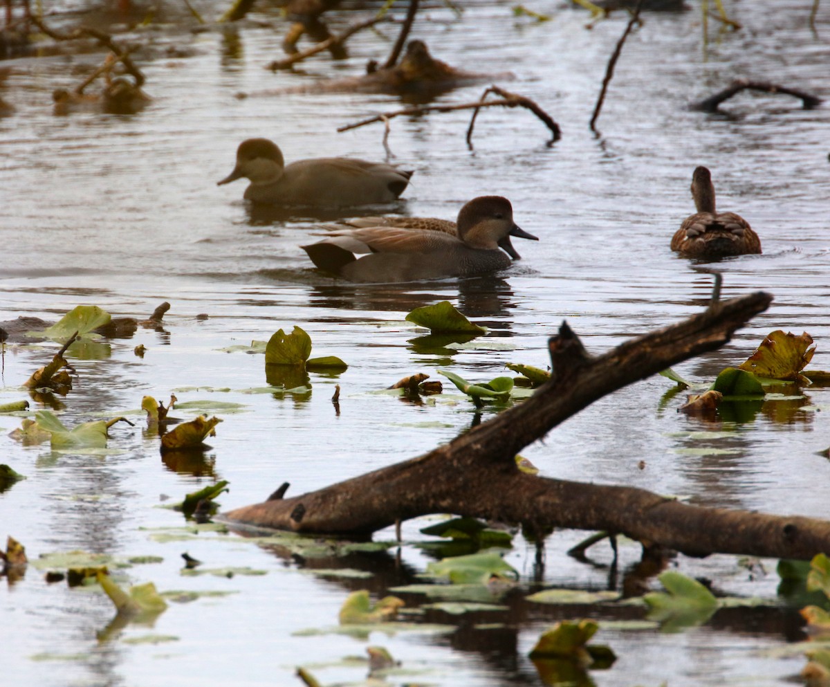 Gadwall - ML610371758