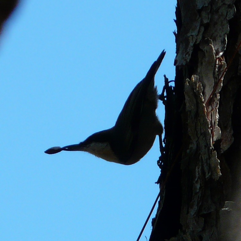 Brown-headed Nuthatch - Sean McCool