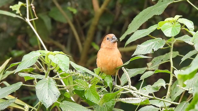 Ultramarine Grosbeak - ML610371918