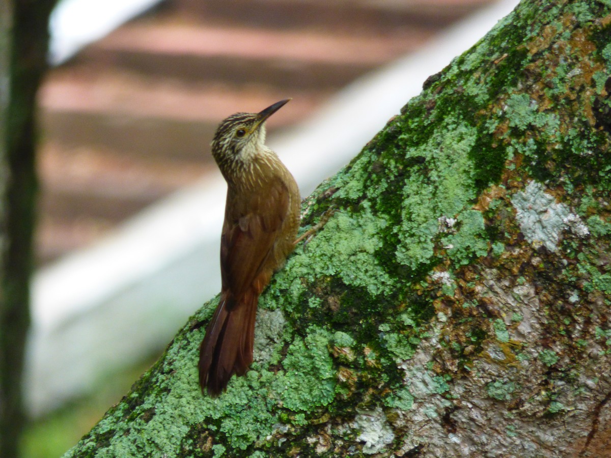 Planalto Woodcreeper - ML610371937