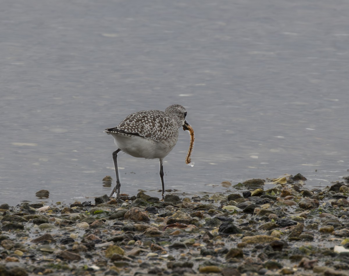 Semipalmated Sandpiper - ML610371999