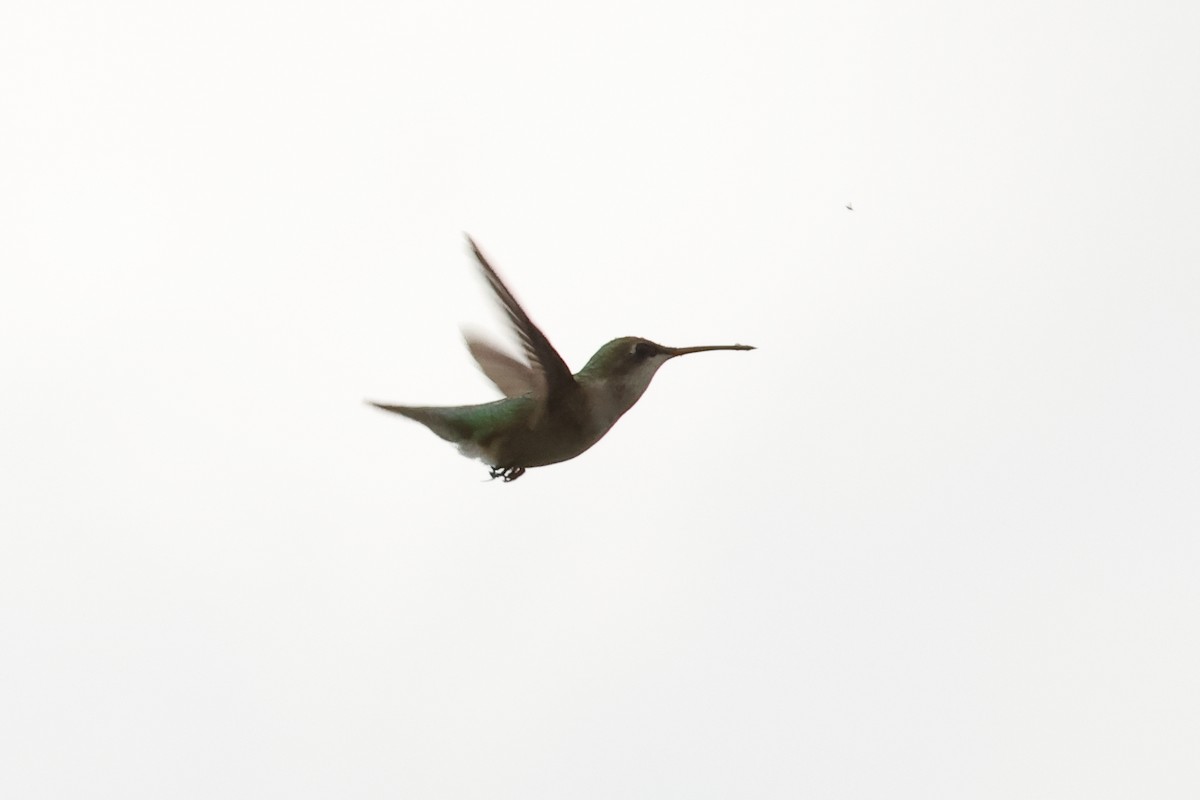 Ruby-throated Hummingbird - John Mercer