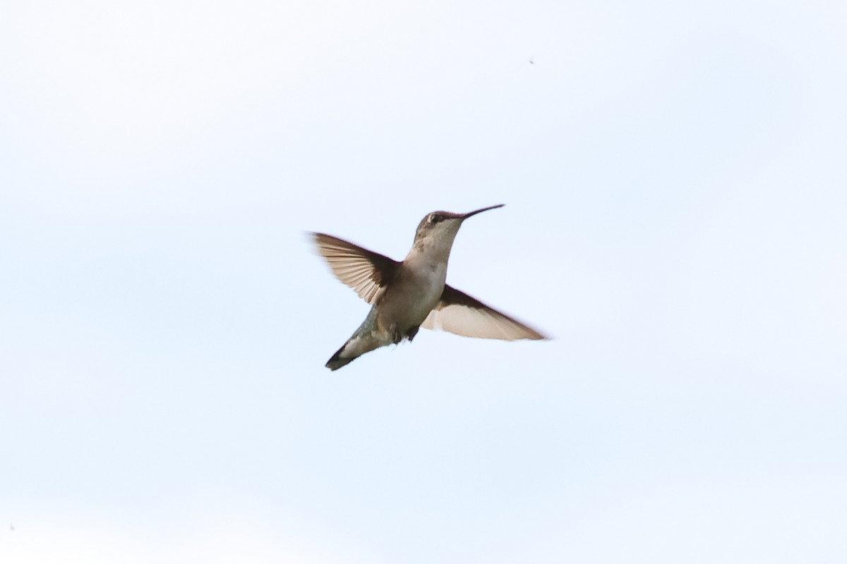 Ruby-throated Hummingbird - ML610372144