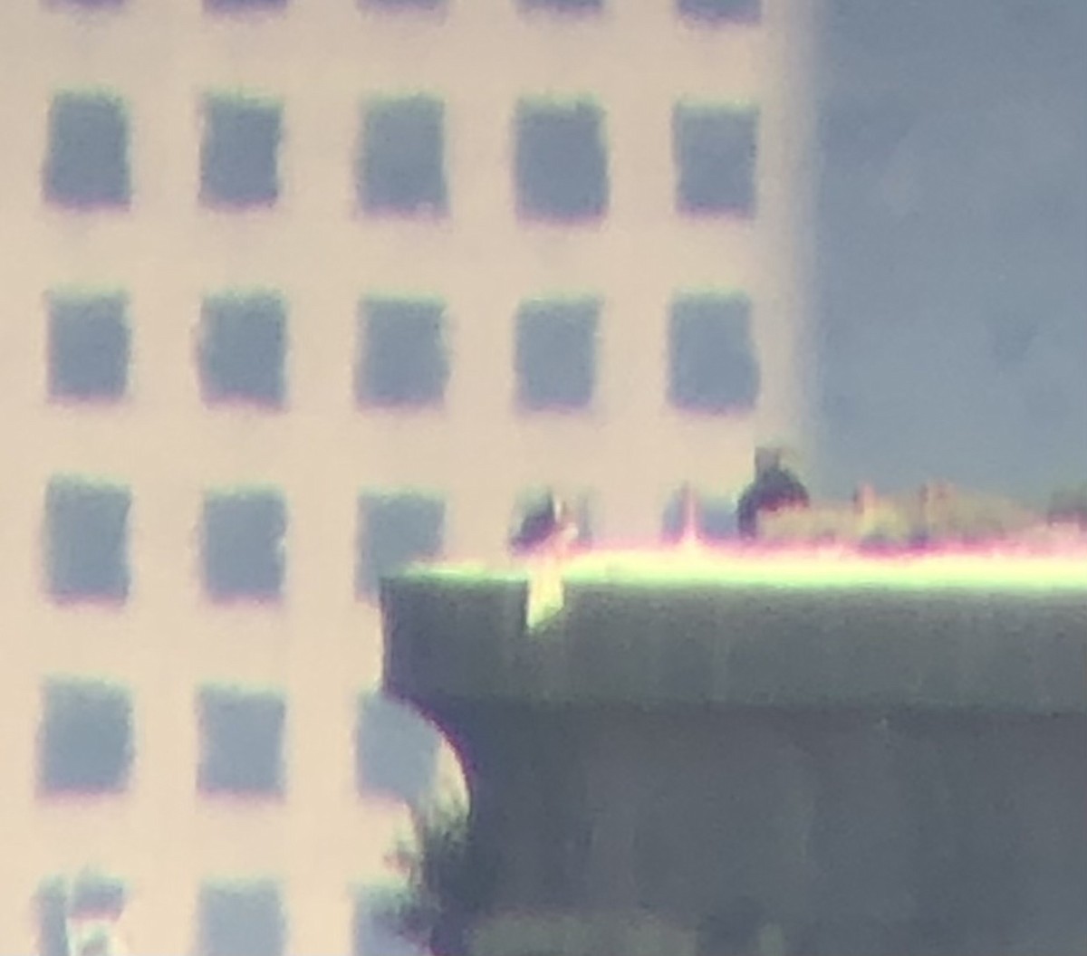 白腹鰹鳥 - ML610372154