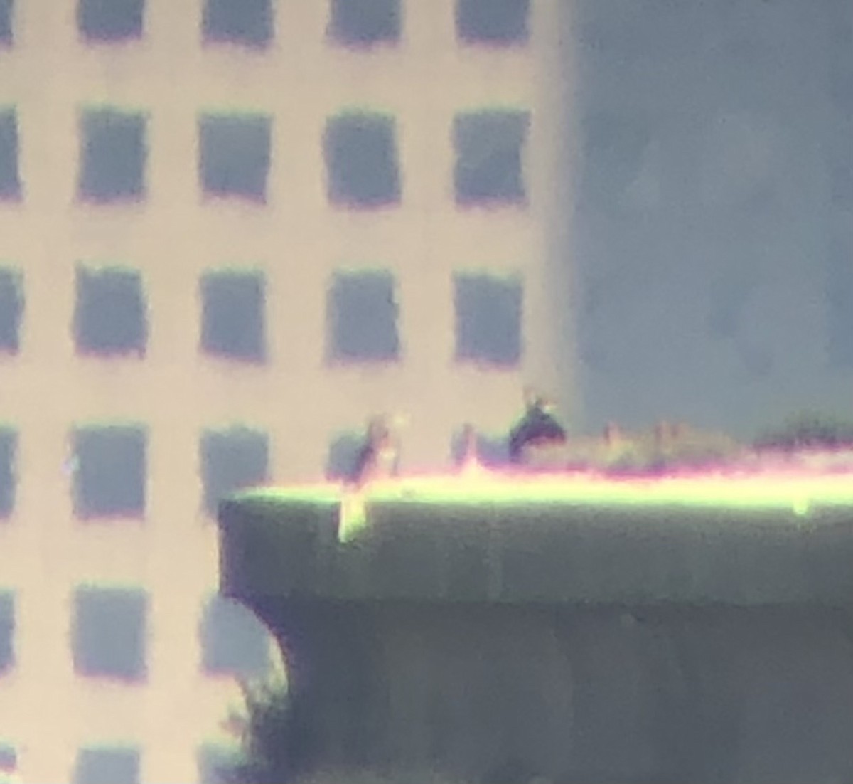 白腹鰹鳥 - ML610372155