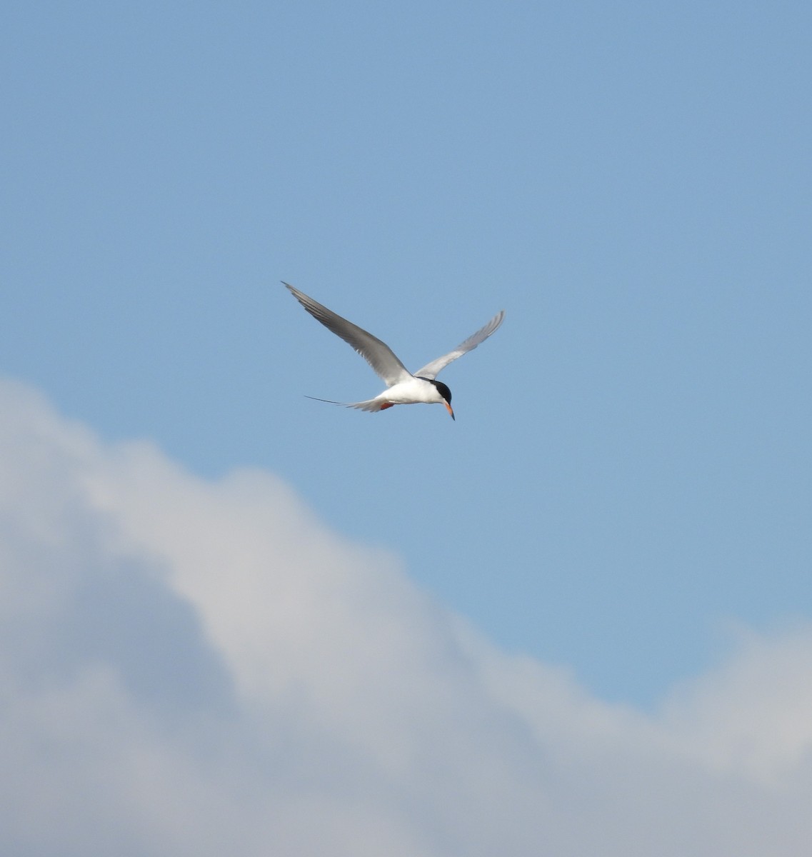 Forster's Tern - ML610372413