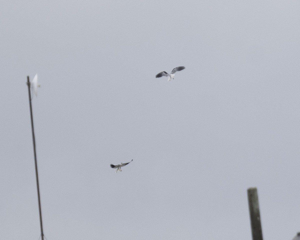 White-tailed Kite - ML610372431