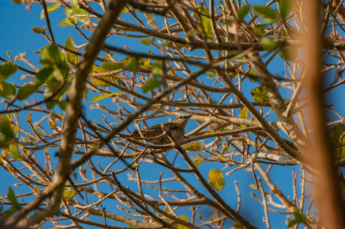 Black Cuckooshrike - ML610372462