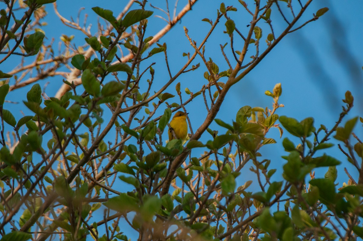 African Yellow-Warbler - Dominic More O’Ferrall