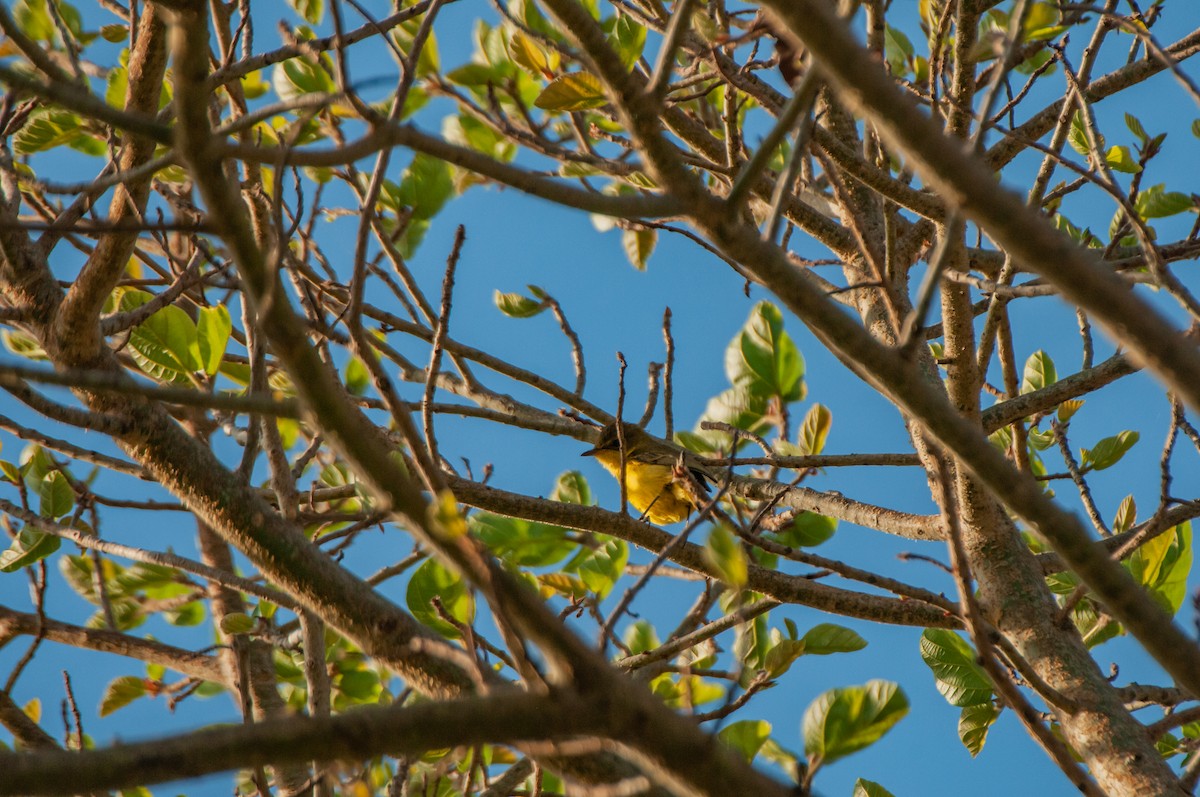 African Yellow-Warbler - ML610372476