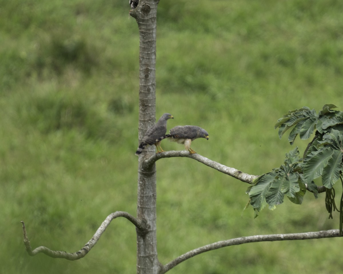 Roadside Hawk - ML610372507