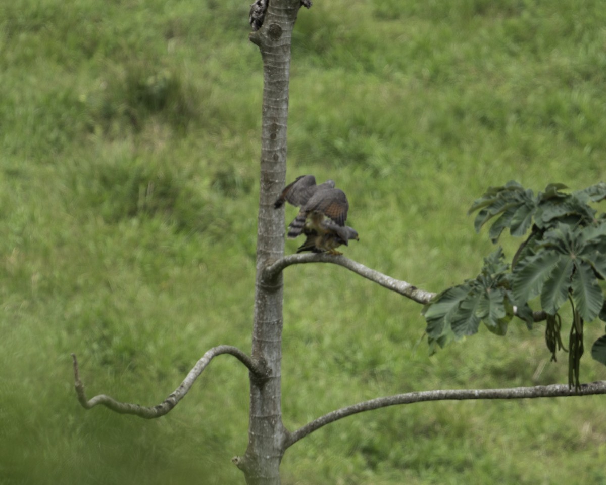Roadside Hawk - ML610372508