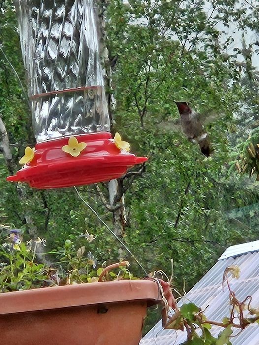 Anna's Hummingbird - ML610372522