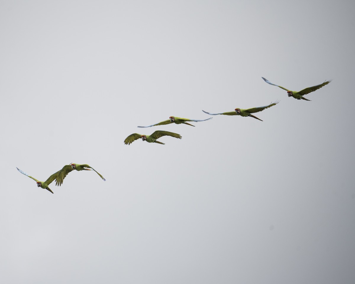 Great Green Macaw - ML610372556