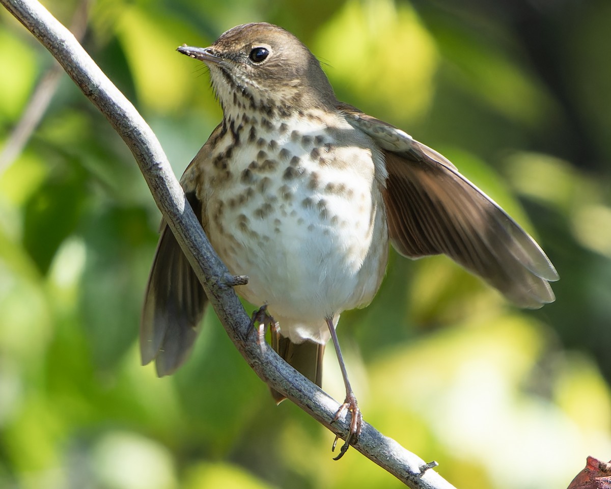 Hermit Thrush - ML610372635