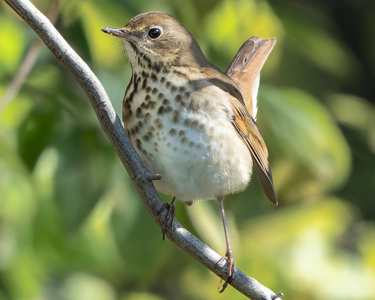 Hermit Thrush - ML610372636