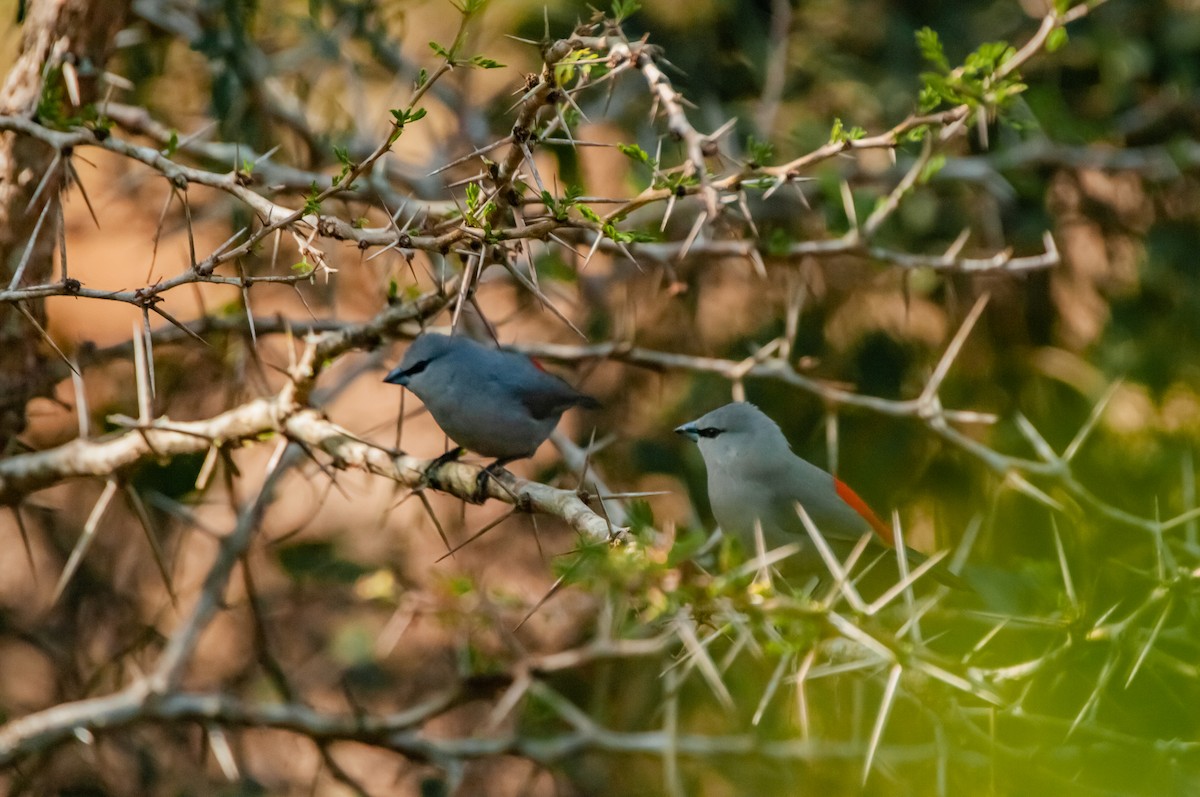 Black-tailed Waxbill - ML610372671