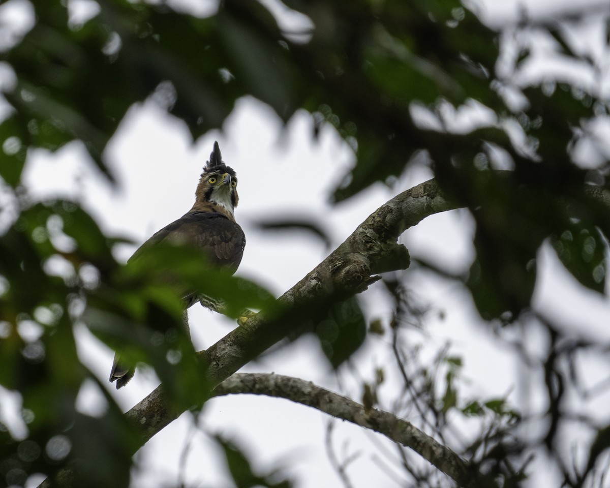 Ornate Hawk-Eagle - ML610372713
