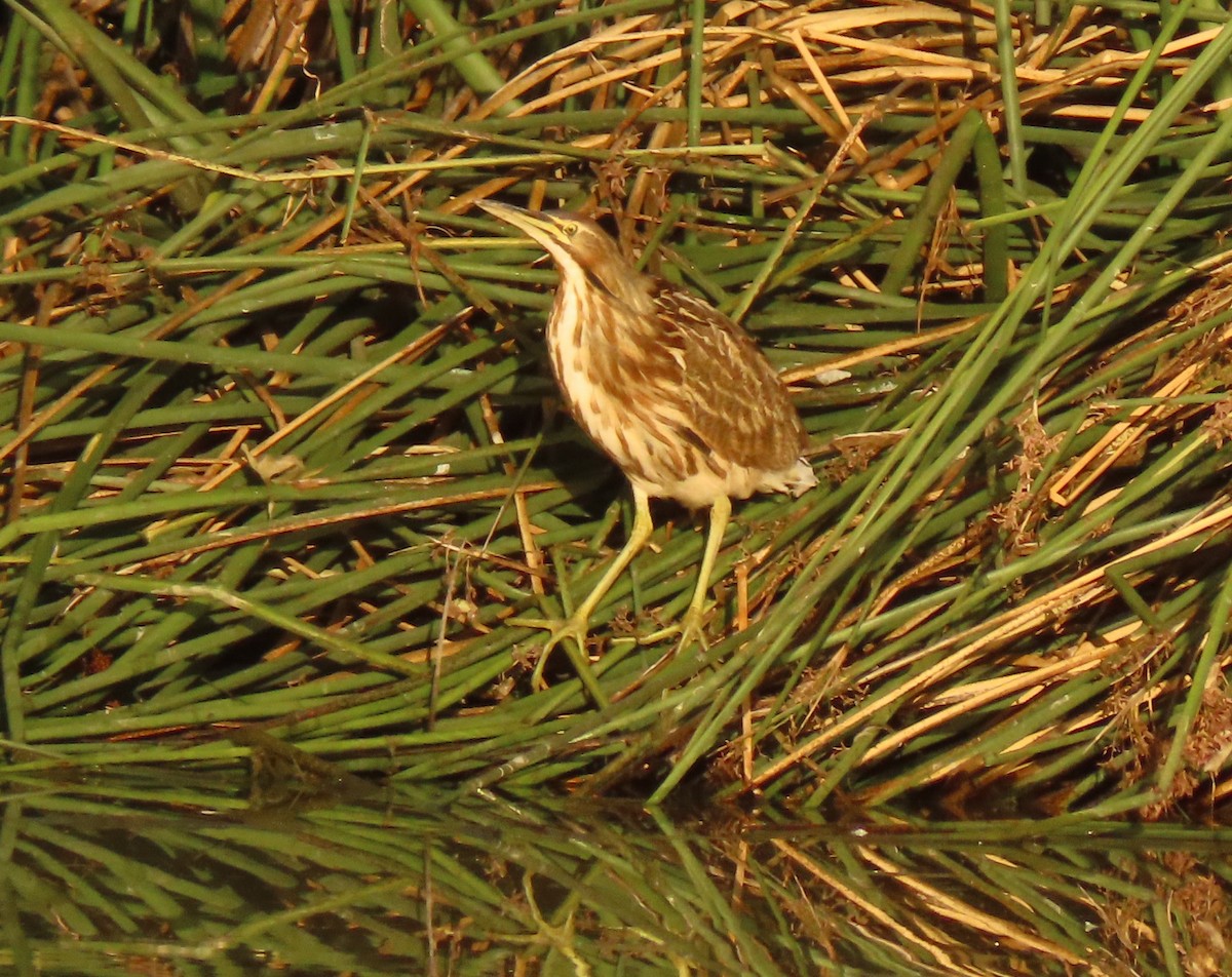 American Bittern - ML610372787