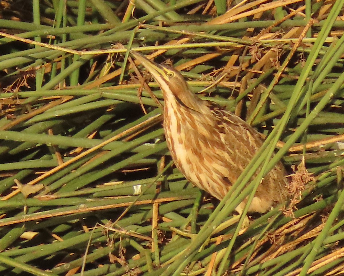 American Bittern - ML610372793