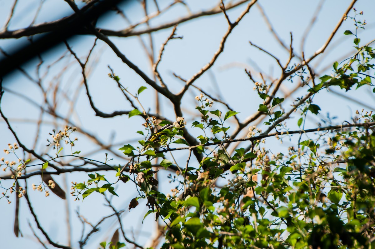 Yellow-rumped Tinkerbird - ML610372802