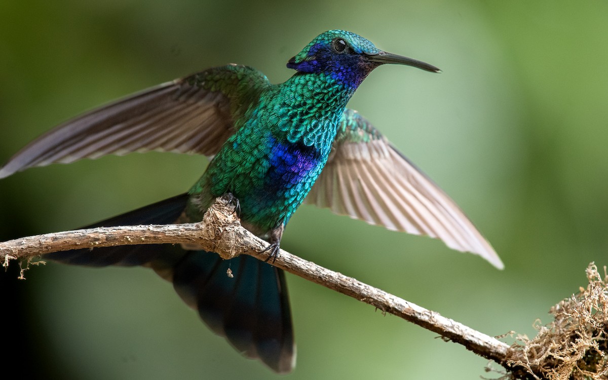 Sparkling Violetear - Sergio Andres Dueñas Trejo