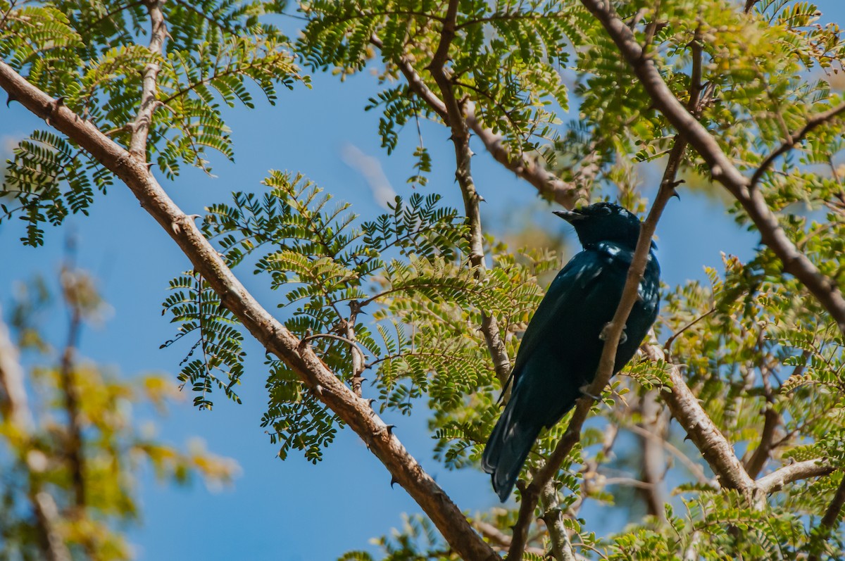 Black Cuckooshrike - ML610372911