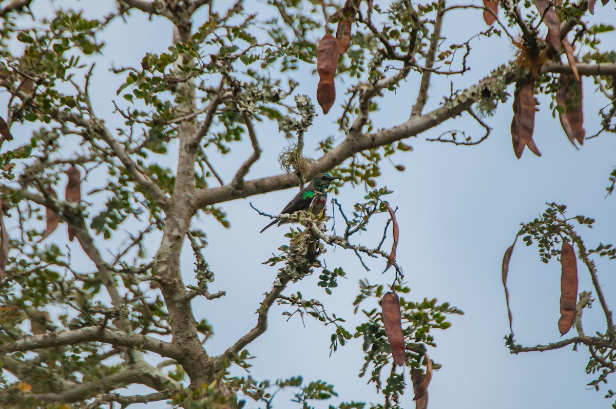 Neergaard-Nektarvogel - ML610373024