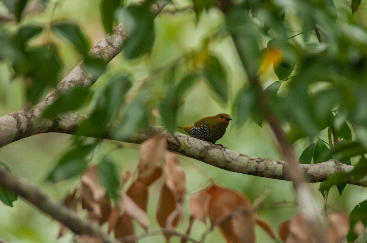 Green-backed Twinspot - Dominic More O’Ferrall