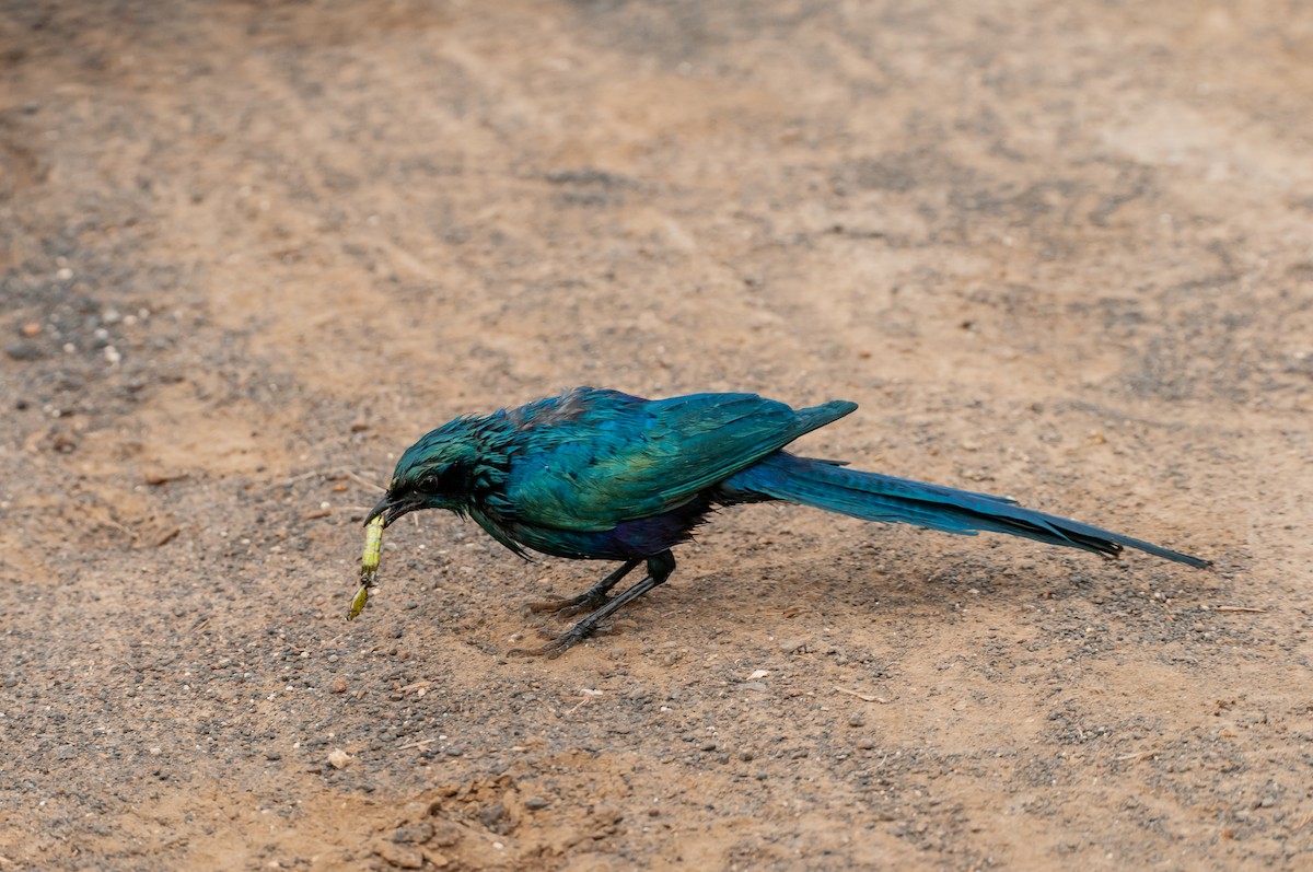 Meves's Starling - ML610373241