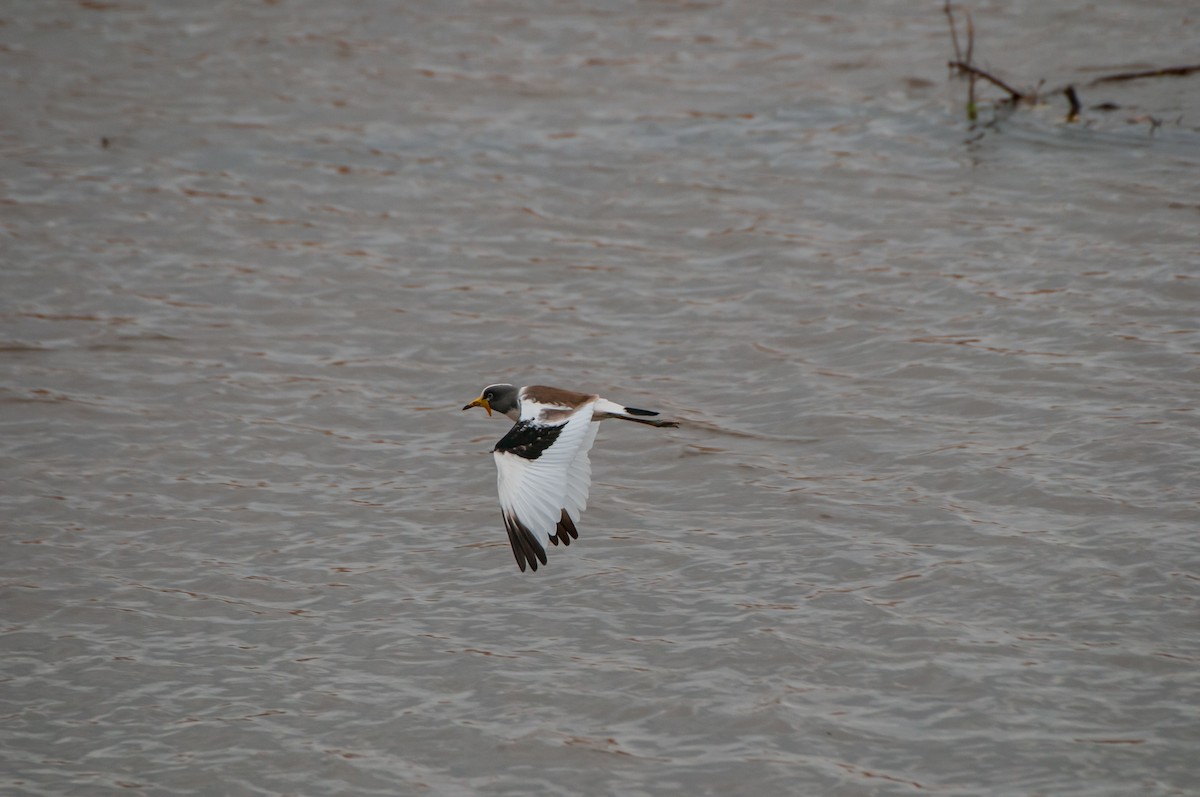 White-crowned Lapwing - ML610373265