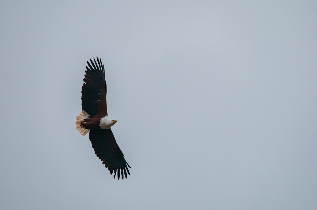 African Fish-Eagle - ML610373270