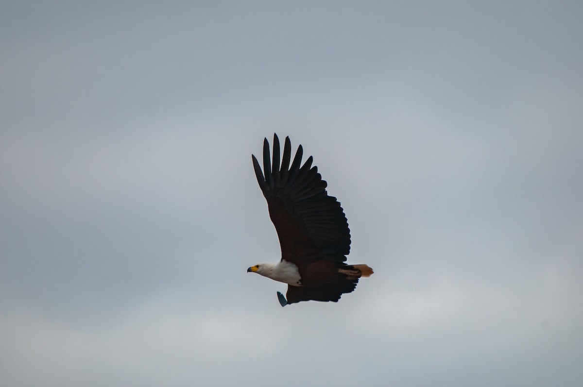 African Fish-Eagle - ML610373271