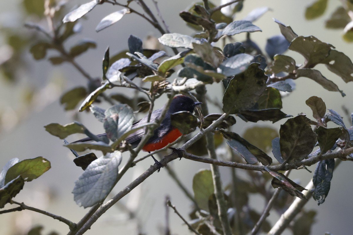 Slate-throated Redstart - ML610373279