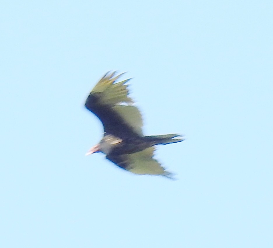 Turkey Vulture - alan murray